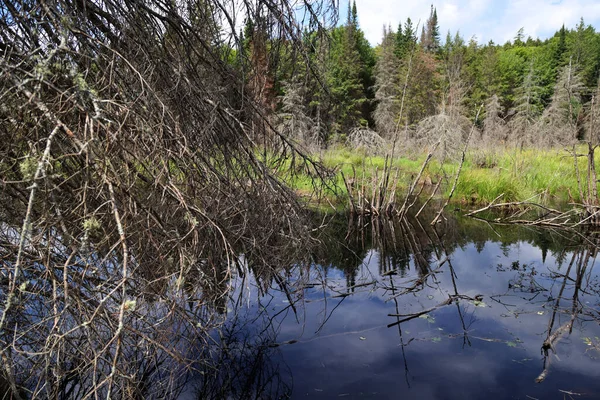Pond in Algonquin Provincial Park, Ontario. High quality photo