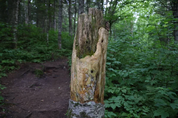 Trunk of old tree in Jacques Cartier National Park, Quebec. High quality photo