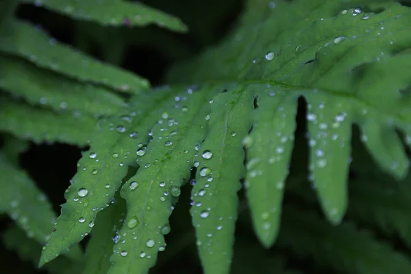 Vegetation in Jacques Cartier National Park in Quebec. High quality photo