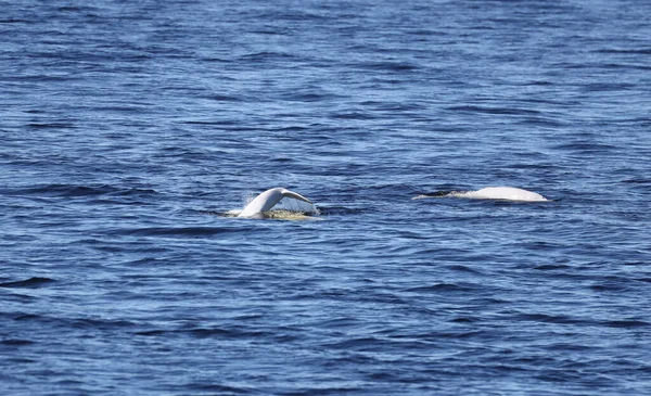 Beluga Saguenay Lawrence Marine Park Quebec High Quality Photo — Photo