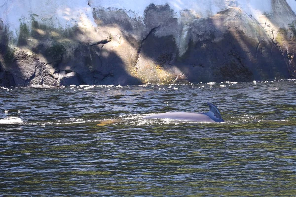 Minke Wahle Saguenay Lawrence Marine Park Quebec High Quality Photo — Photo