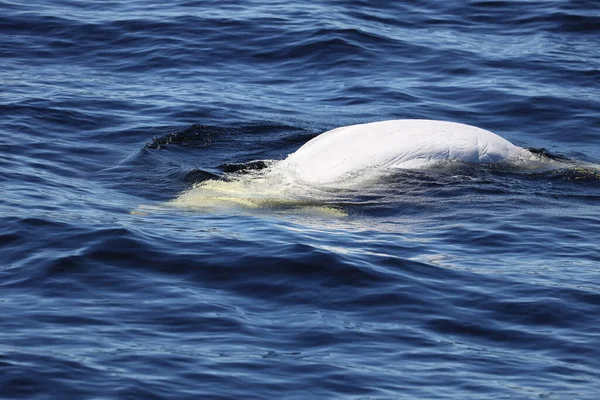 Beluga Saguenay Lawrence Marine Park Quebec High Quality Photo — Stok fotoğraf