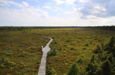 Kanada 'daki Kouchibouguac Ulusal Parkı' nda manzara. Yüksek kalite fotoğraf