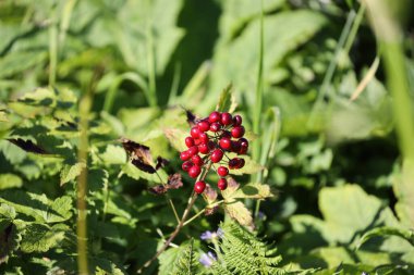 Gaspesie Ulusal Parkı, Kanada 'nın karakteristik kırmızı böğürtlenleri. Yüksek kalite fotoğraf