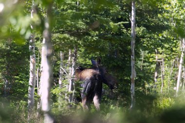 Mont Ernest Laforce yolu boyunca dişi geyik, Gaspesie NP, Quebec. Yüksek kalite fotoğraf