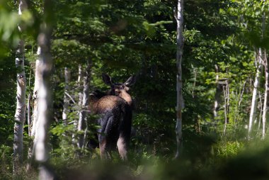 Mont Ernest Laforce yolu boyunca dişi geyik, Gaspesie NP, Quebec. Yüksek kalite fotoğraf