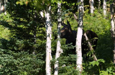 Mont Ernest Laforce yolu boyunca dişi geyik, Gaspesie NP, Quebec. Yüksek kalite fotoğraf
