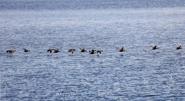 Grupa Kaczek Locie Lawrence Bay Kanada Wysokiej Jakości Zdjęcie — Zdjęcie stockowe