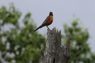 Amerika Robin Gaspesie Park, Nova Scotia 'da. Yüksek kalite fotoğraf