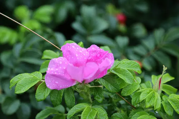 ノバスコシア州ブライア島の花 高品質の写真 — ストック写真