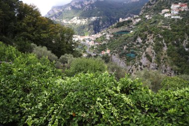 Ravello, İtalya 'nın limon bahçeleri. Yüksek kalite fotoğraf
