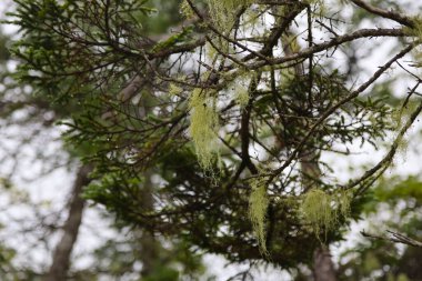 Kanada 'daki Central Grove il parkının tipik bitki örtüsü. Yüksek kalite fotoğraf