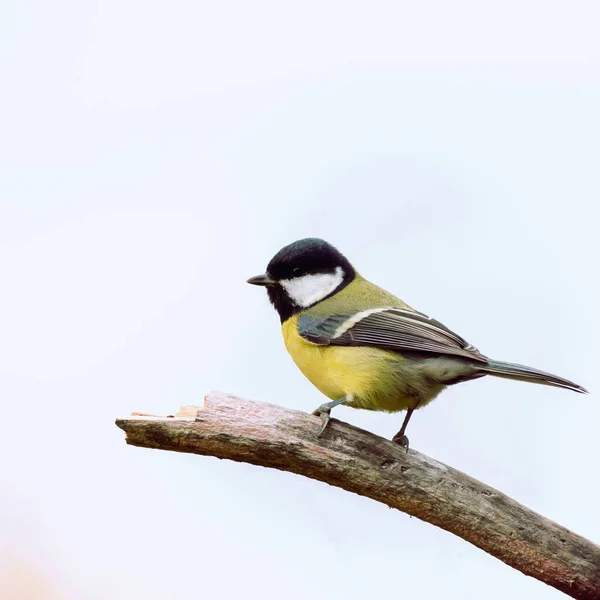 Bird Titmouse Close Twig Isolated White Background Bird Watching — Stock Photo, Image