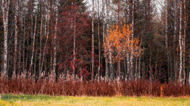 Arka planda, yaprakları dökülen sonbahar ağaçları ve ön planda kırmızı Rowan var. Mevsimlik arkaplan