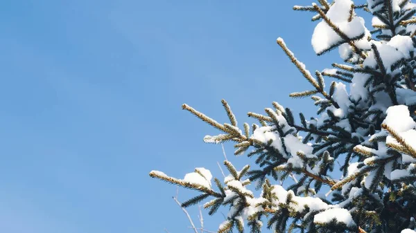 Smrková Větev Sněhu Zblízka Proti Modré Obloze Vánoční Téma — Stock fotografie