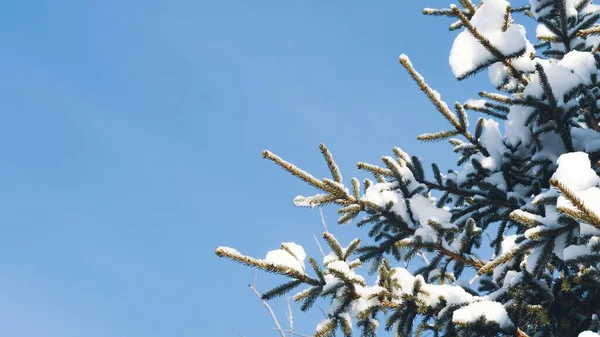 Branche Épinette Dans Neige Gros Plan Contre Ciel Bleu Thème — Photo