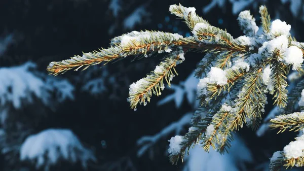 Branche Épinette Dans Neige Gros Plan Lumière Soleil Contexte Flou — Photo