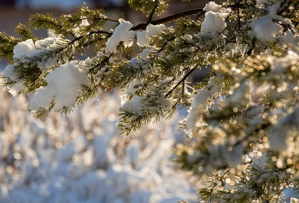 Güneş ışınlarında bir çam ağacının karla kaplı dalları. Bokeh ile odaklanmış arka plan. Noel teması