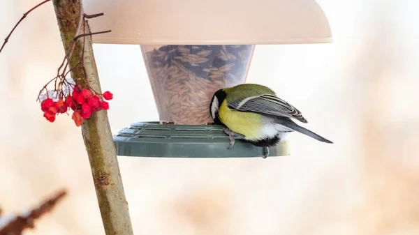 Die Meise Frisst Hafersamen Vom Vogelfutterhäuschen Vogelfütterung Winter — Stockfoto