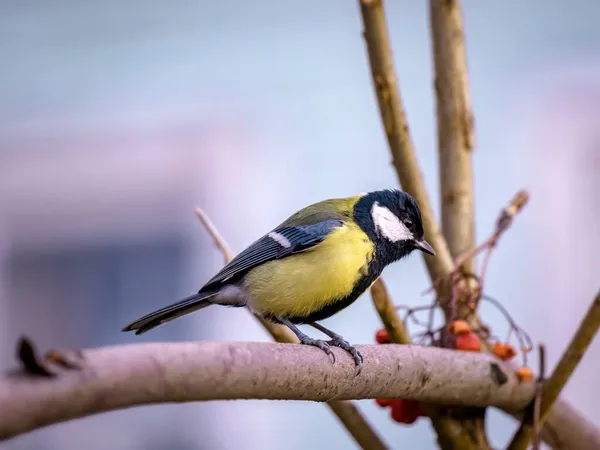 Portrait Great Tit Branch Close Bird Watching — Stockfoto