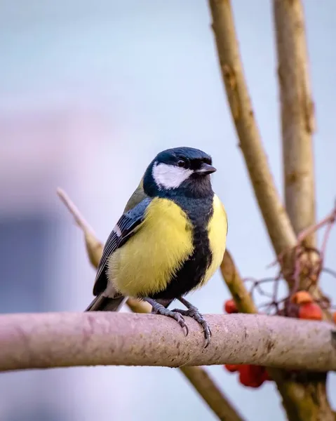 Portrait Great Tit Branch Close Bird Watching — Stockfoto