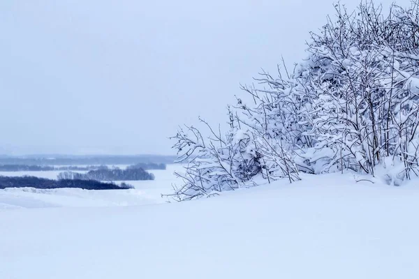 Tranquil Winter Landscape Snow Covered Bushes Beauty Nature — Fotografia de Stock