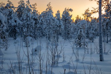 Winter morning in the forest with snow-covered trees, dawn. Travel concept