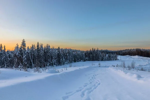Calm winter view of the pine forest in the forest at sunrise. Travel concept