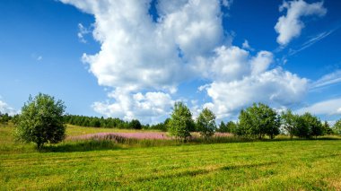 Yeşil çayır bitkisi ve mavi gökyüzünde beyaz bulutlarla aydınlık yaz manzarası. güzel duvar kağıdı