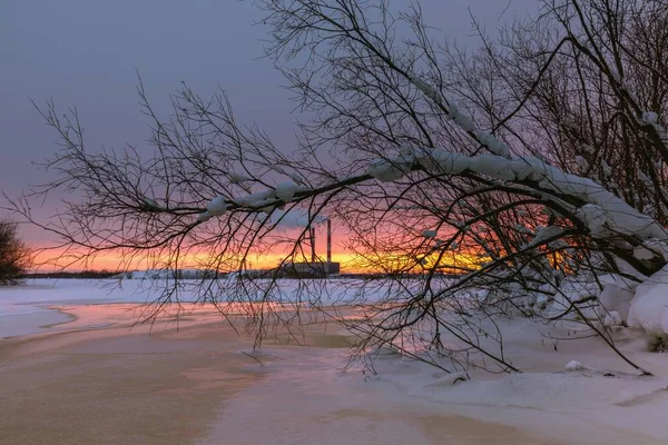 Winter View Pink Morning Sky Branches Tree Ice River Winter — Stock Photo, Image