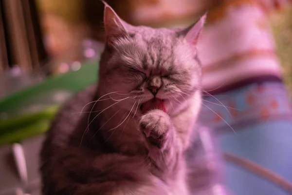 Gato Feliz Escocês Clepa — Fotografia de Stock