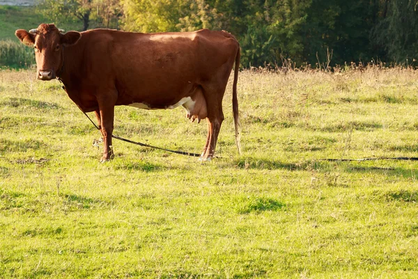 Αγελάδες στο γρασίδι — Φωτογραφία Αρχείου