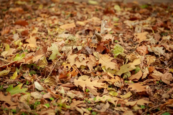 Herfstbladeren — Stockfoto