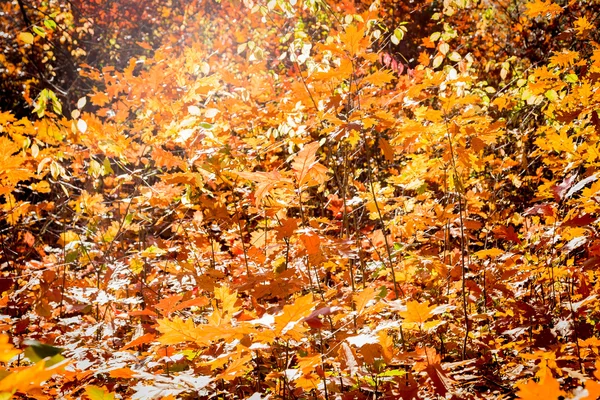 Foglie di quercia giallo autunno — Foto Stock
