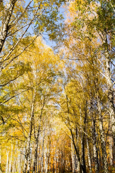 Autumn birch trees — Stock Photo, Image