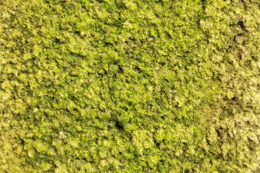 yeşil ağaç kabuğu dokusu