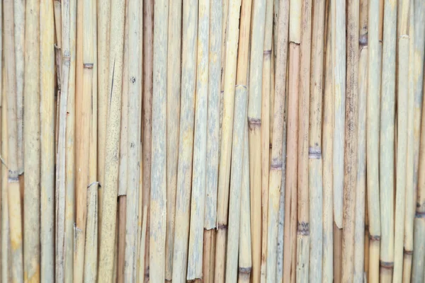 Bamboo backdrop — Stock Photo, Image