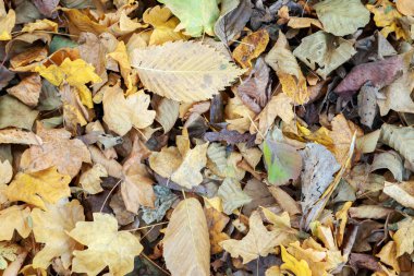 sonbahar yaprakları doku