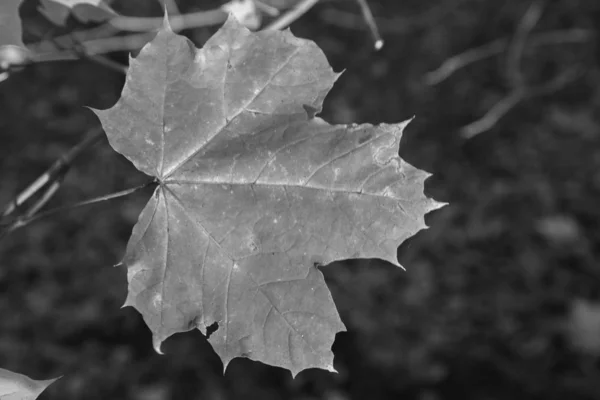 黒と白のカエデの葉 — ストック写真