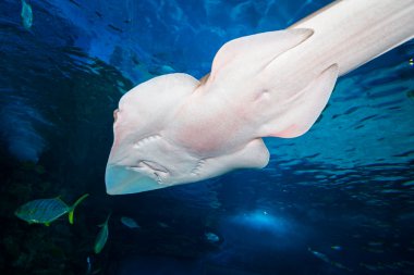 vatozu alttan görünüm