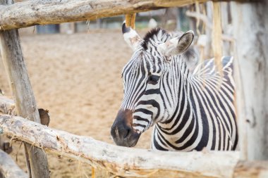 Zebra hayvanat bahçesinde
