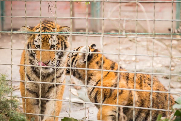 Tiger cubs in a cage — Stock Photo, Image