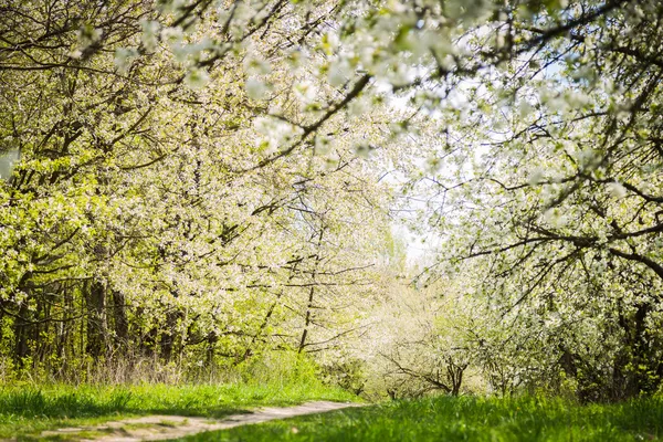 Spring flowering trees — Stock Photo, Image