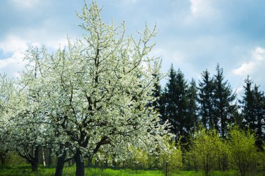 çiçekli ağaçlar ile yeşil orman
