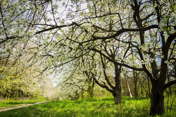 Sunlight in the green forest, spring time — Stock Photo, Image