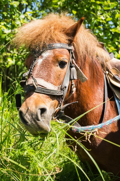 Poney manger de l'herbe — Photo