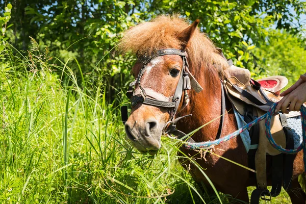 Poney manger de l'herbe — Photo