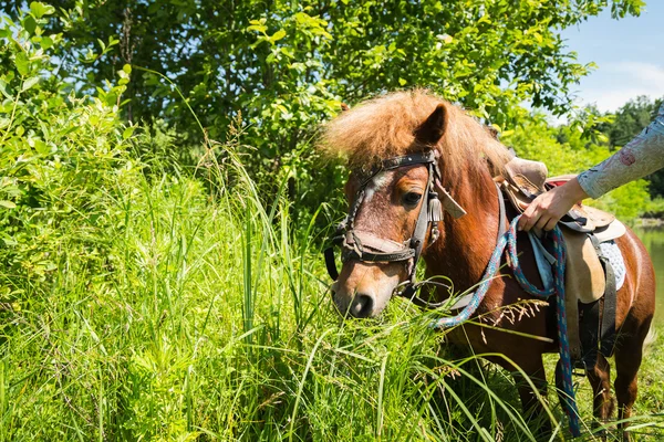 Primer pony en la naturaleza — Foto de Stock