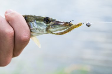 yakalanan balık tutarak balıkçının
