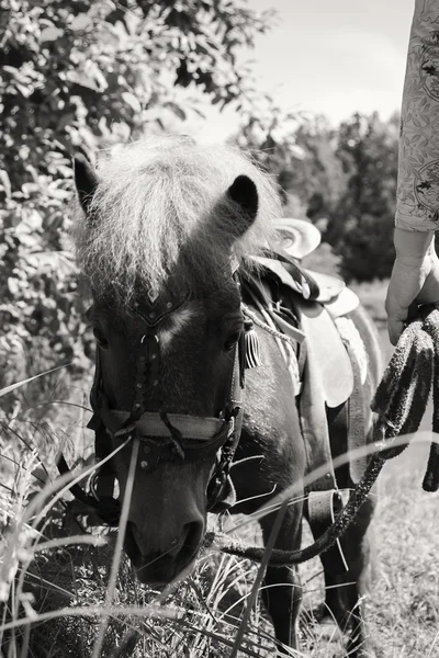 Close-up pony in de natuur — Stockfoto